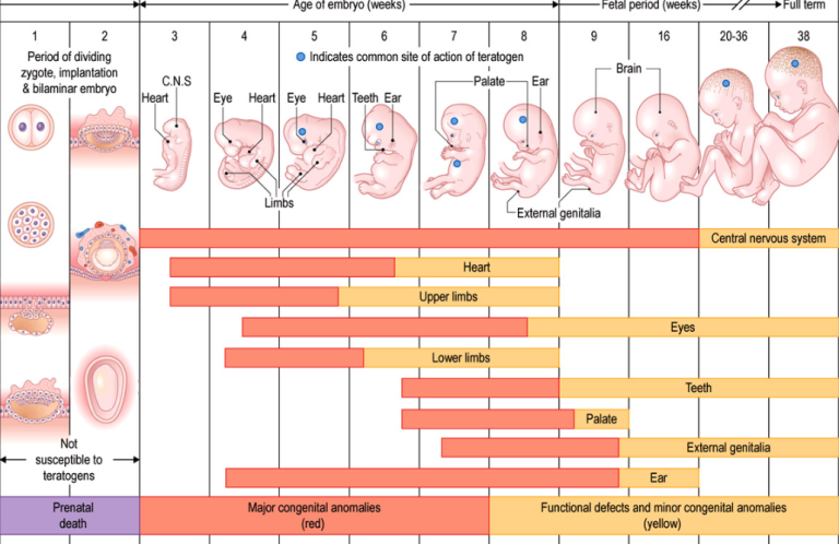 chart showing the age of embryo across the top and time frame for the development of major organs and the time period of minor developmental anomalies